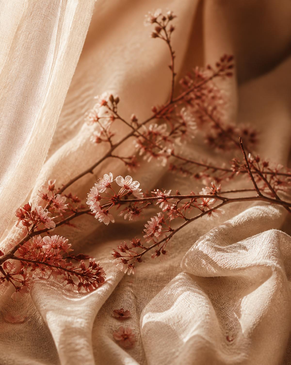 Delicate cherry blossom branches on warm cream linen